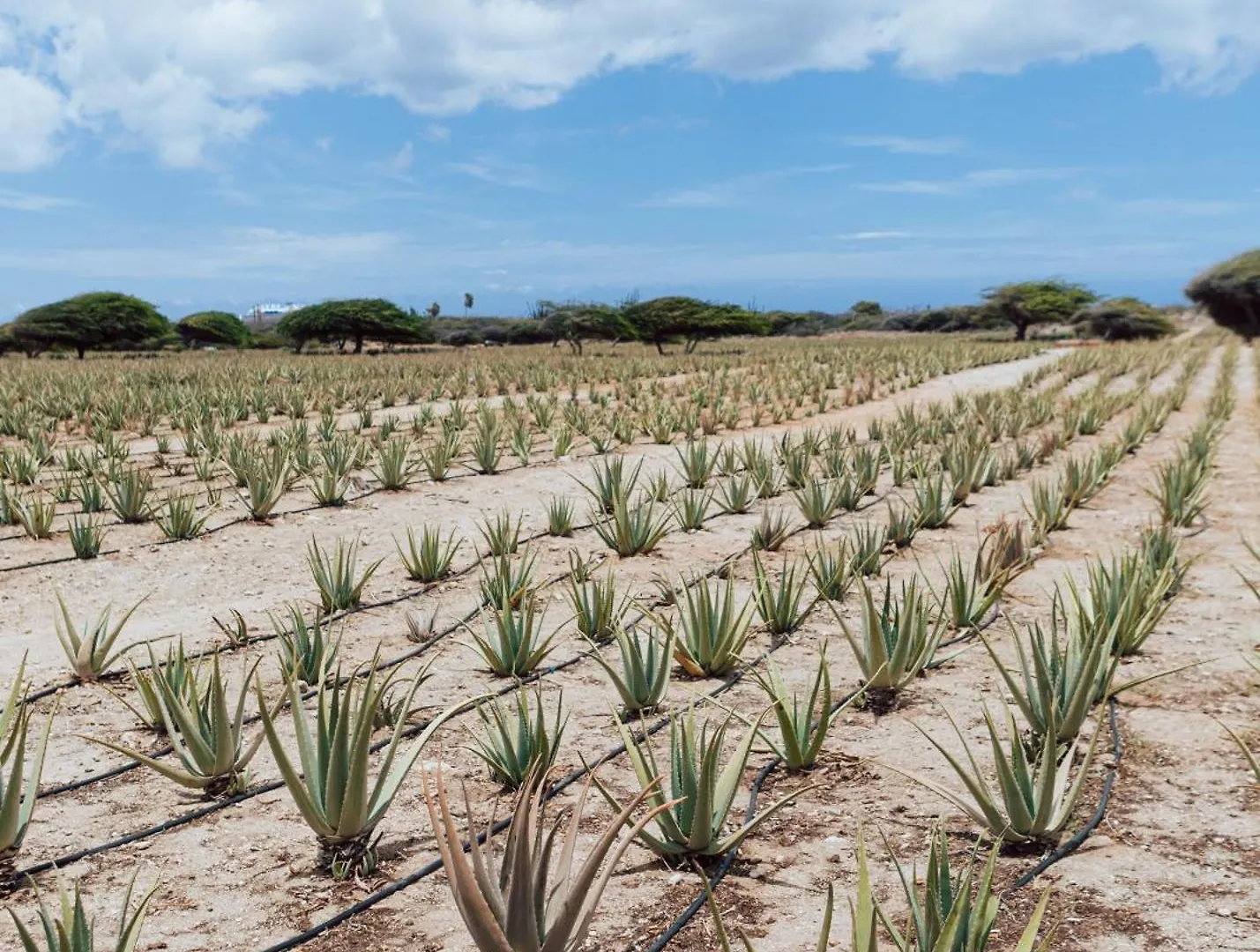דירות Santa Cruz Aloe Getaway