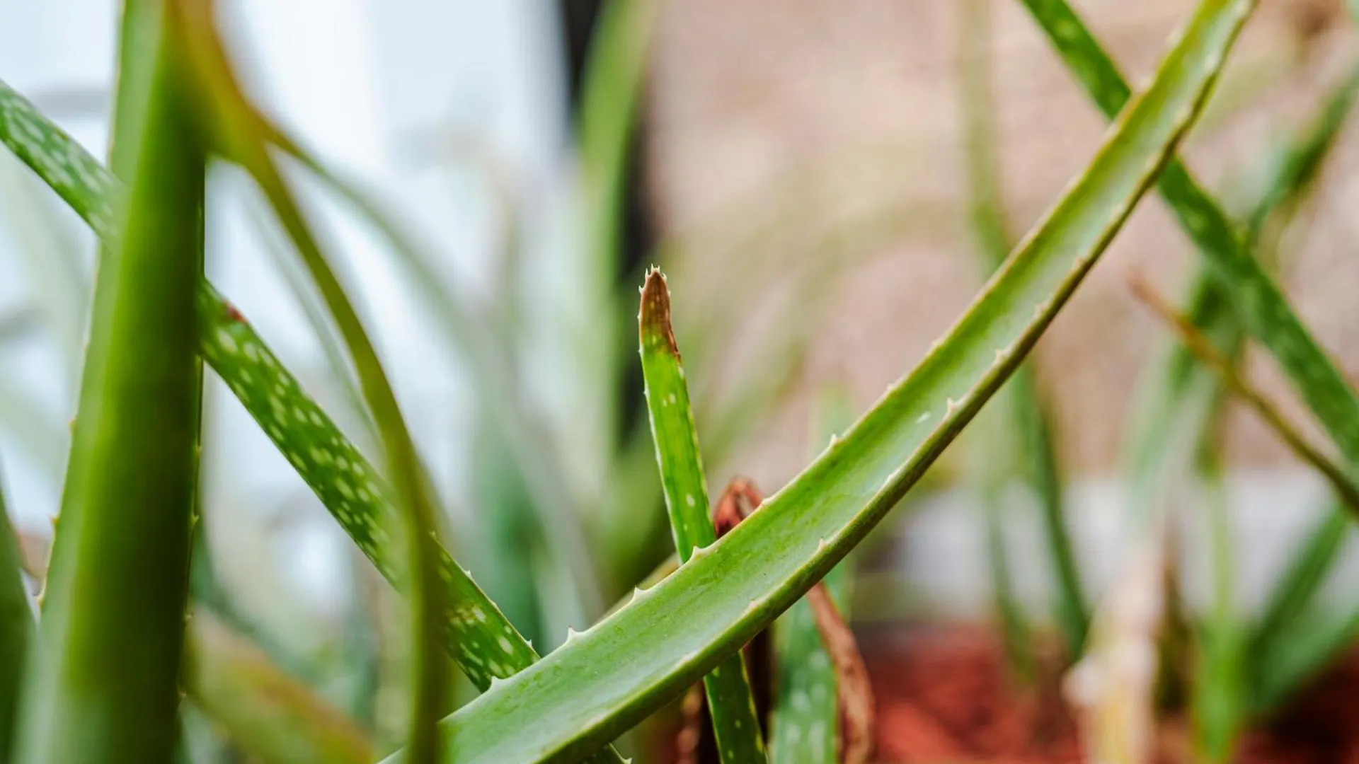 דירות Santa Cruz Aloe Getaway